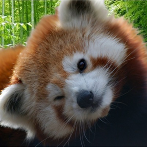 RedPandaBet