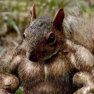 BuffedSquirrel